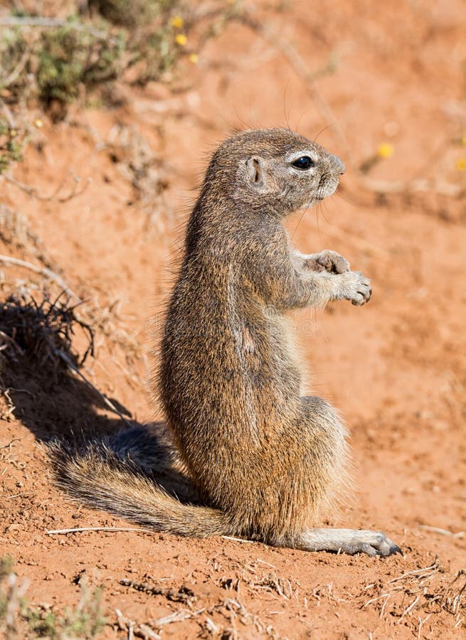 African Ground Squirrel royalty free stock photography