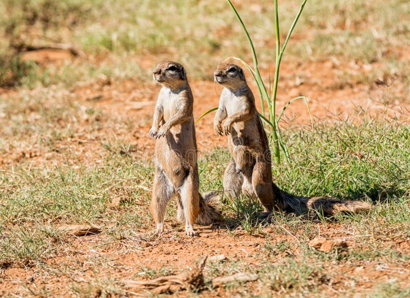African Ground Squirrel royalty free stock images