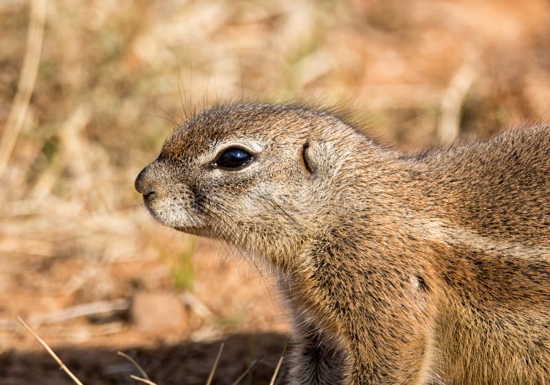 African Ground Squirrel stock image