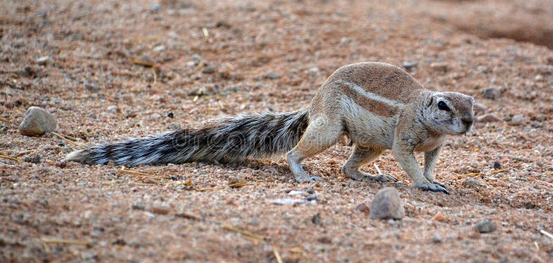 African ground squirrels genus Xerus form a taxon of squirrels under the subfamily Xerinae. They are only found in Africa.