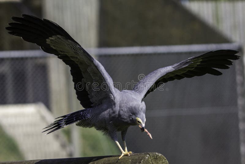 African Harrier Hawk eating meat