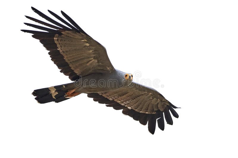 African harrier-hawk Polyboroides typus