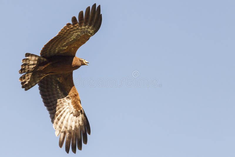 African harrier-hawk in flight