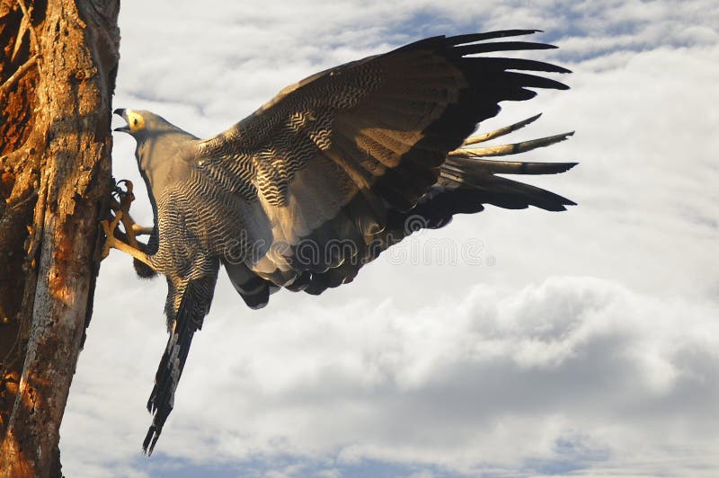 African harrier-hawk (Polyboroides typus)