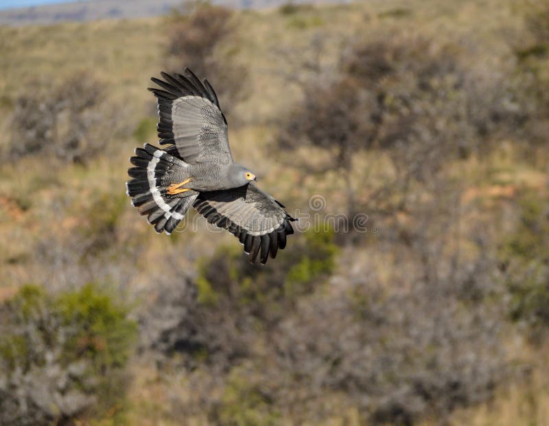 African Harrier Hawk