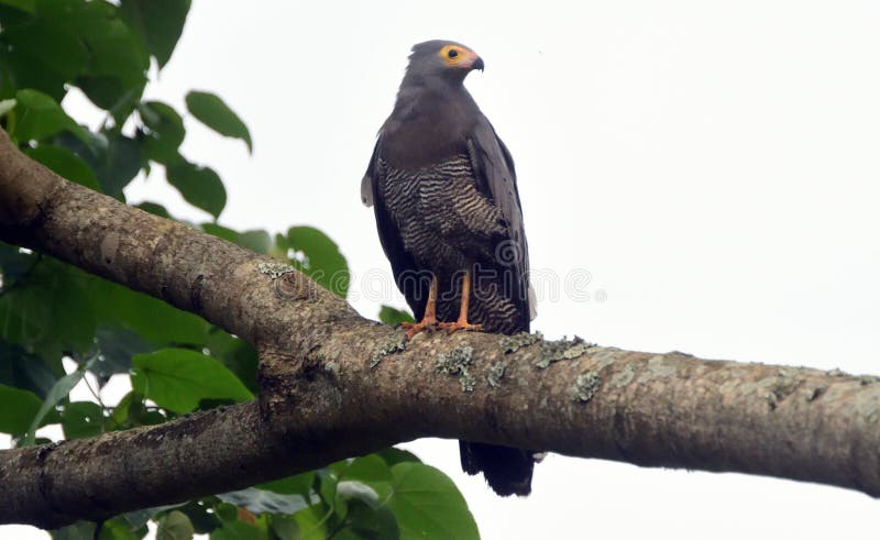 African harrier-hawk, Queen Elizabeth National Park, Uganda