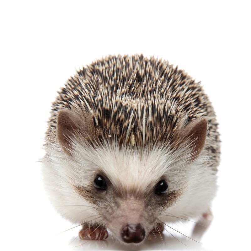 African hedgehog with black fur standing and staring at camera