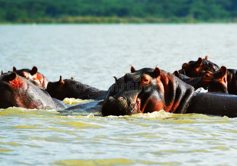 African safari, hippos in the lake Naivasha, Kenya. African safari, hippos in the lake Naivasha, Kenya