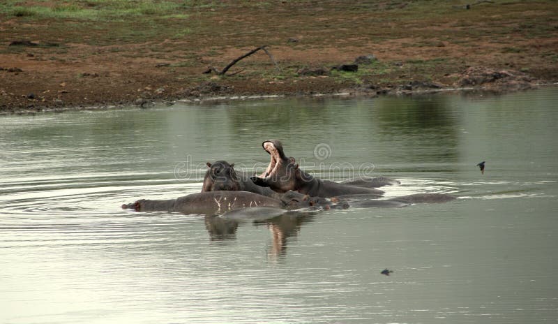 Roaring hippo in the middle of a group of other few in a natural dam in Pilansberg National Park in South Africa. Roaring hippo in the middle of a group of other few in a natural dam in Pilansberg National Park in South Africa.