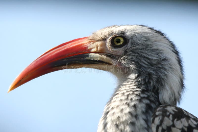 African hornbill bird
