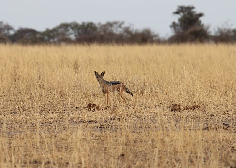 African jackal stock photo. Image of african, wild, adventure Biology Diagrams