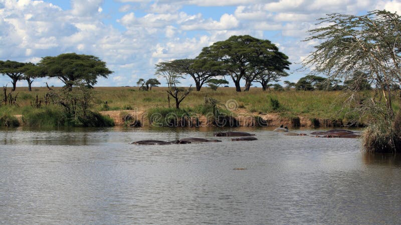 African landscape with hippo's in the water (Serengeti Tanzania)