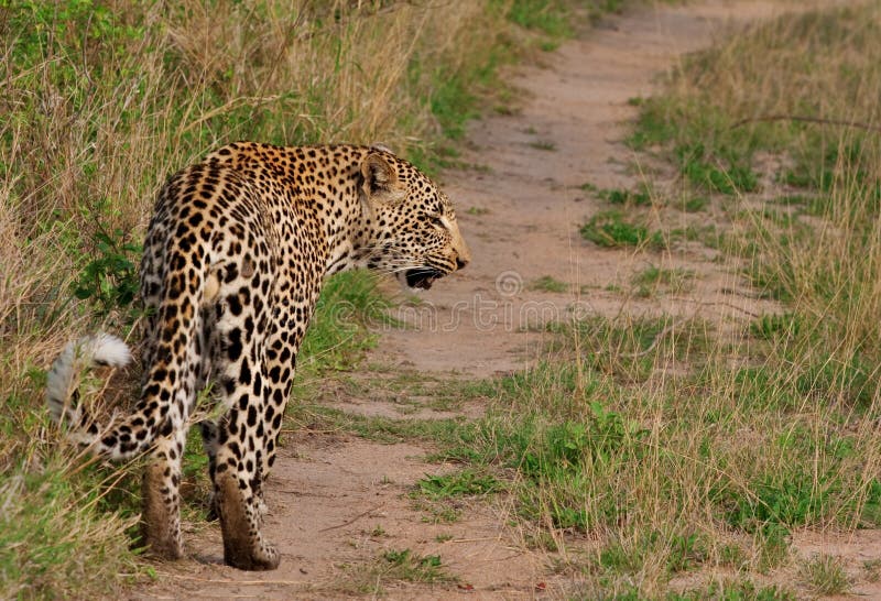 African leopard