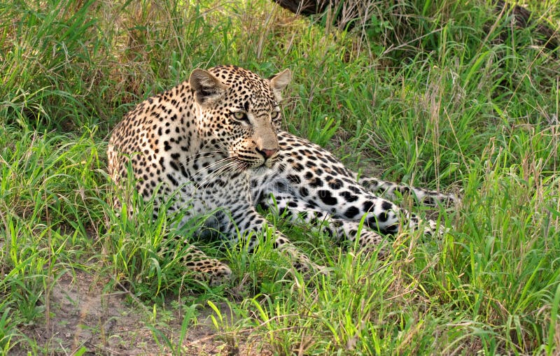 African leopard