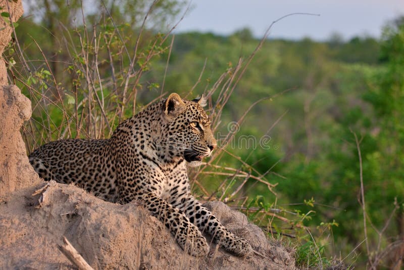 African leopard