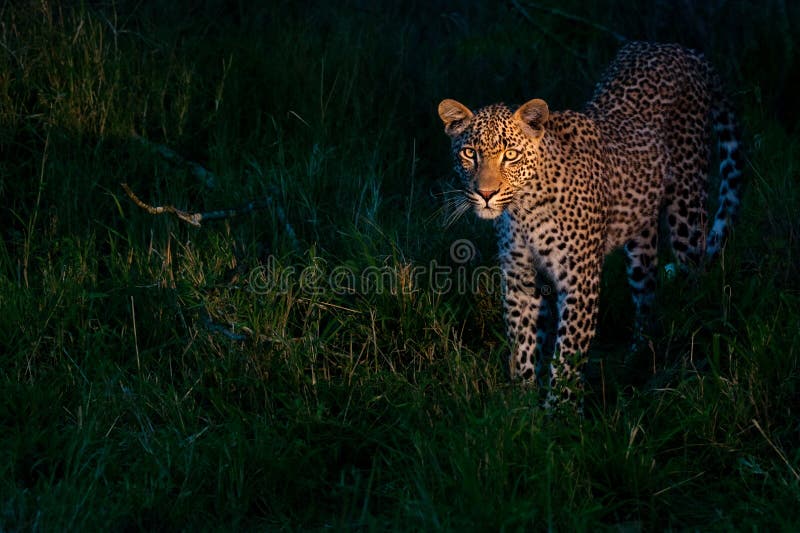 African leopard