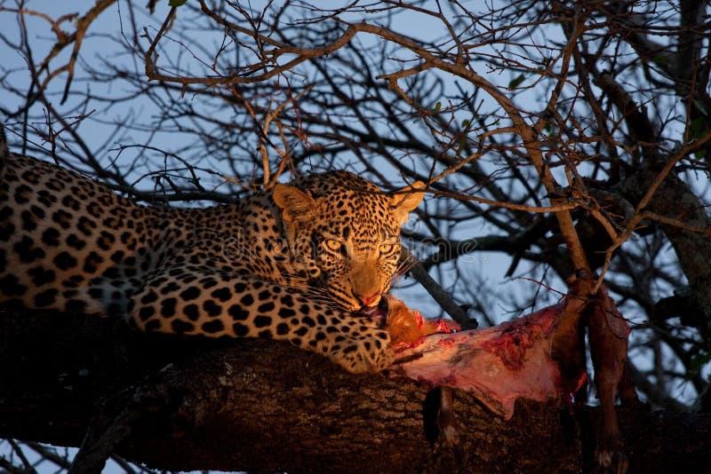 African leopard feeding