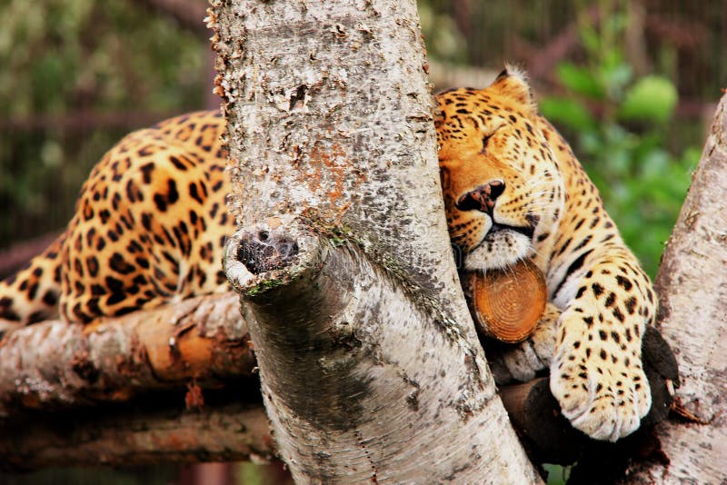 A Leopard in Captivity. Sleeping Leopard. Big Spotted Cat Editorial