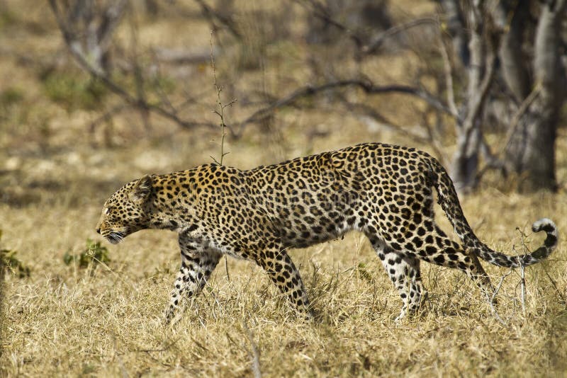 African leopard ( Panthera pardus pardus )