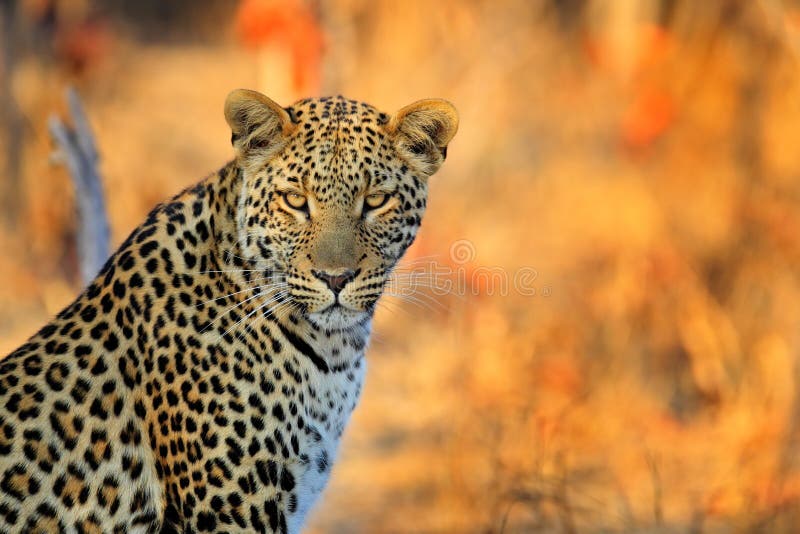 African Leopard, Panthera pardus shortidgei, Hwange National Park, Zimbabwe, portrait portrait eye to eye with nice orange backrou royalty free stock photos African Leopard, Panthera pardus shortidgei, Hwange National Park, Zimbabwe, portrait portrait eye to eye with nice orange backrou royalty free stock photos