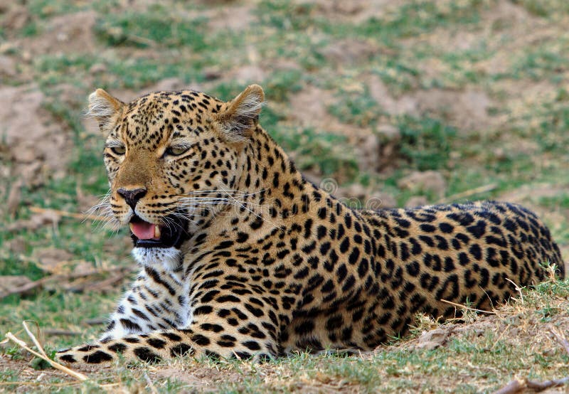 African Leopard resting on the African plains in south luangwa national park, zambia