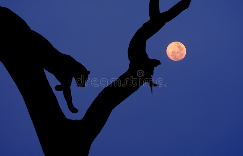 African leopard silhouette tree moon