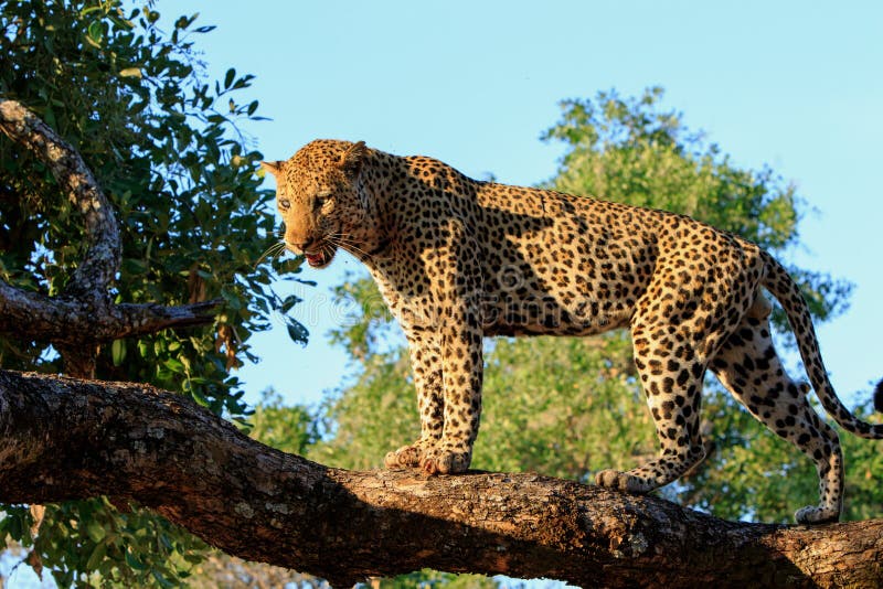 African Leopard standing at the top of a tree looking, with a bright blue sky and tree background in South Luangwa national Park