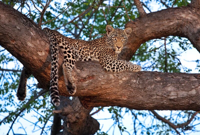 African leopard in tree