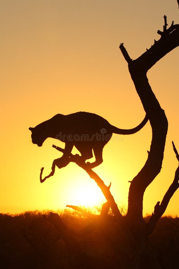 African Leopard Climbing Tree Stock Photo - Image of kruger, five: 23511680