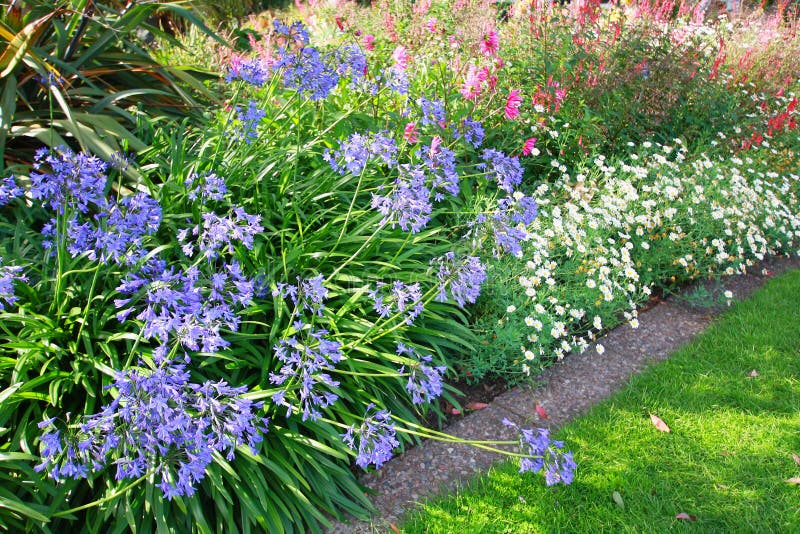 African lilly - Agapanthus umbellatus