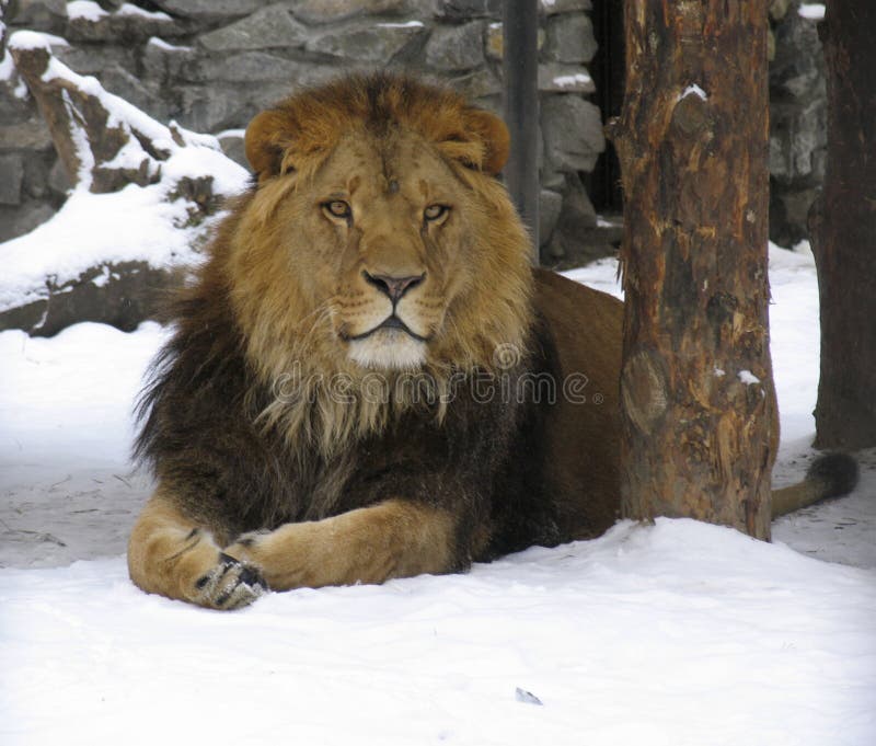 African lion