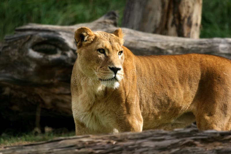 African Lion