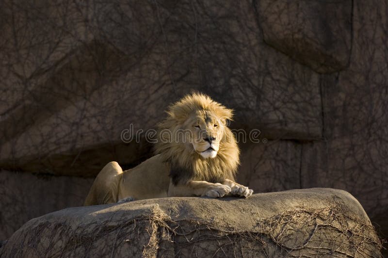 African lion