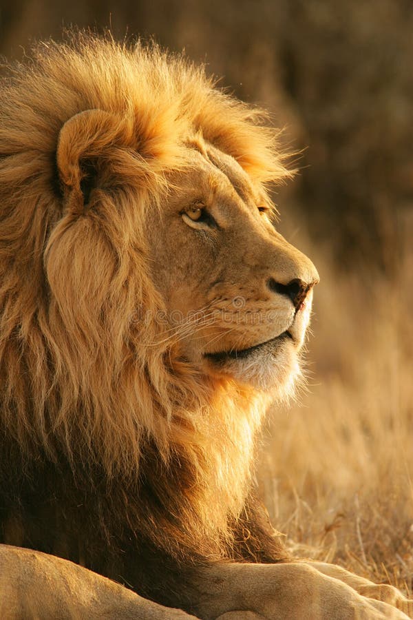 Retrato el gran masculino (león), sur.