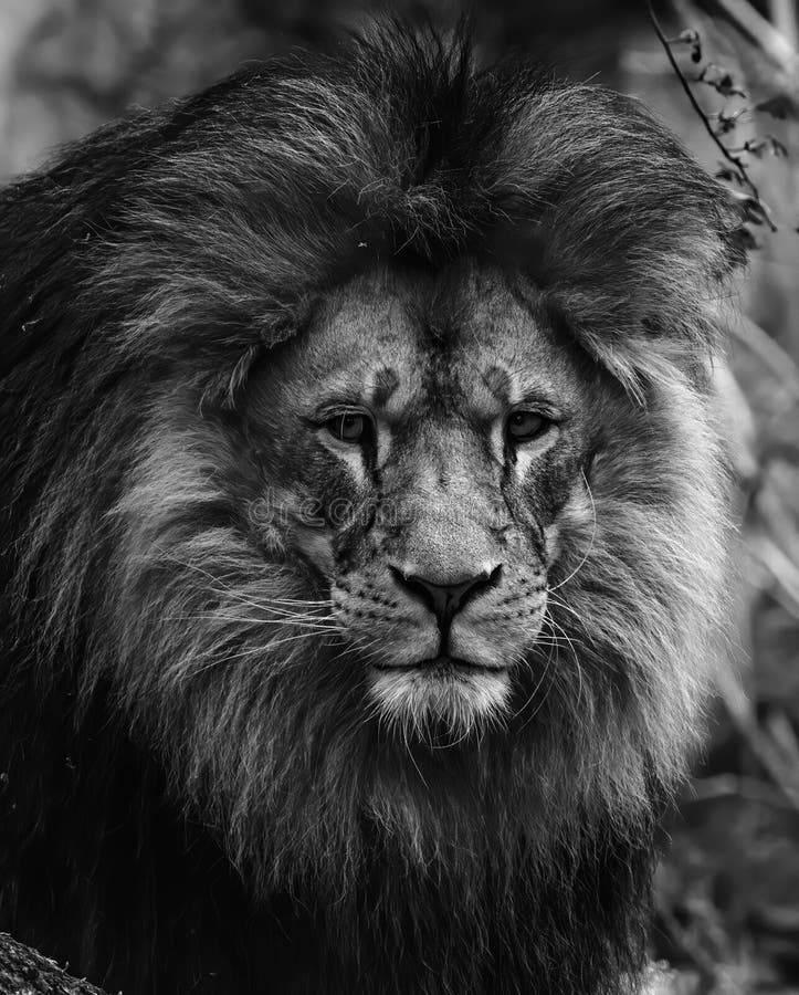 African lion close up Black and white