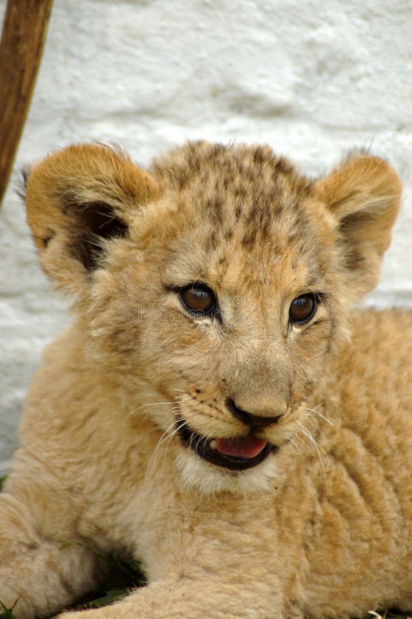 African lion cub