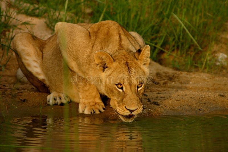 African Lion Drinking