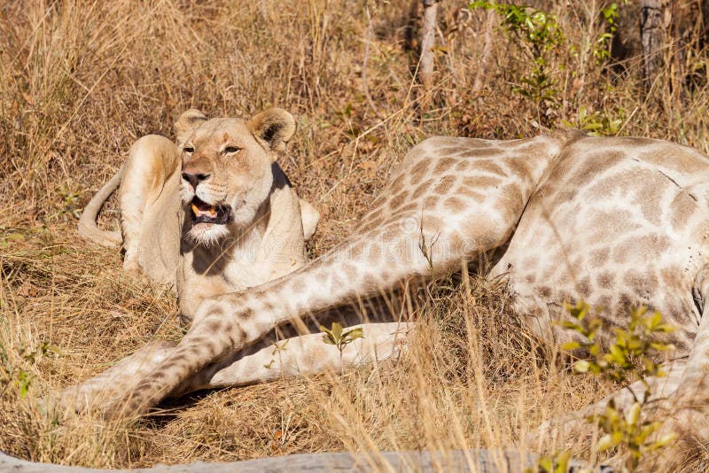 African Lion Eating a Giraffe on Safari Stock Image - Image of five