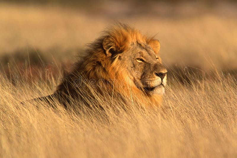 Velký muž Africký lev (Panthera leo) ležící v trávě, Národní Park Etosha, Namibie, jižní Afrika.