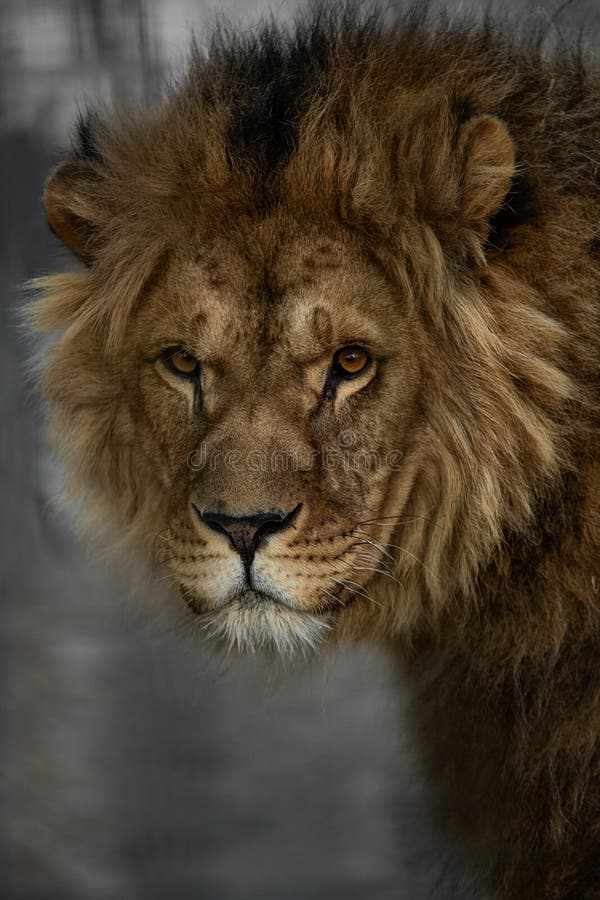 African lion