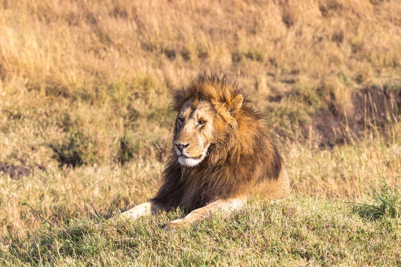 African lion head in full frame. Masai Mara, Africa royalty free stock photos African lion head in full frame. Masai Mara, Africa royalty free stock photos