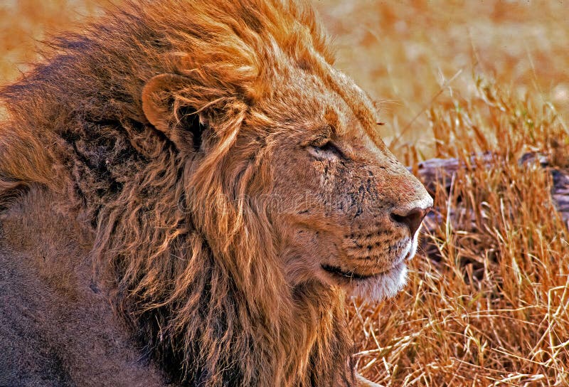 African lion head shot stock photography