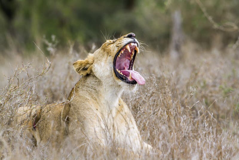 Specie panthera leo family of felidae, African lion yawning in savannah, in Kruger National park, South Africa. Specie panthera leo family of felidae, African lion yawning in savannah, in Kruger National park, South Africa