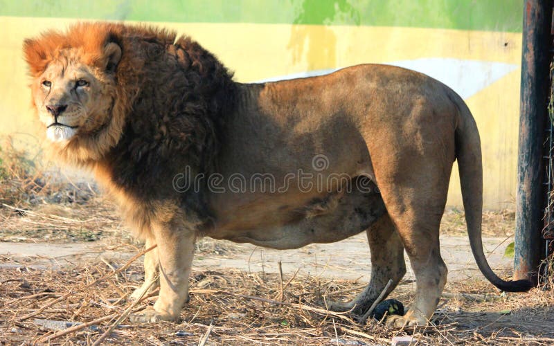 congolese spotted lion