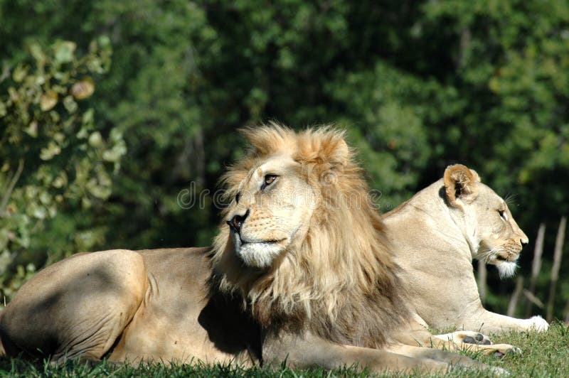 African Lion Pair