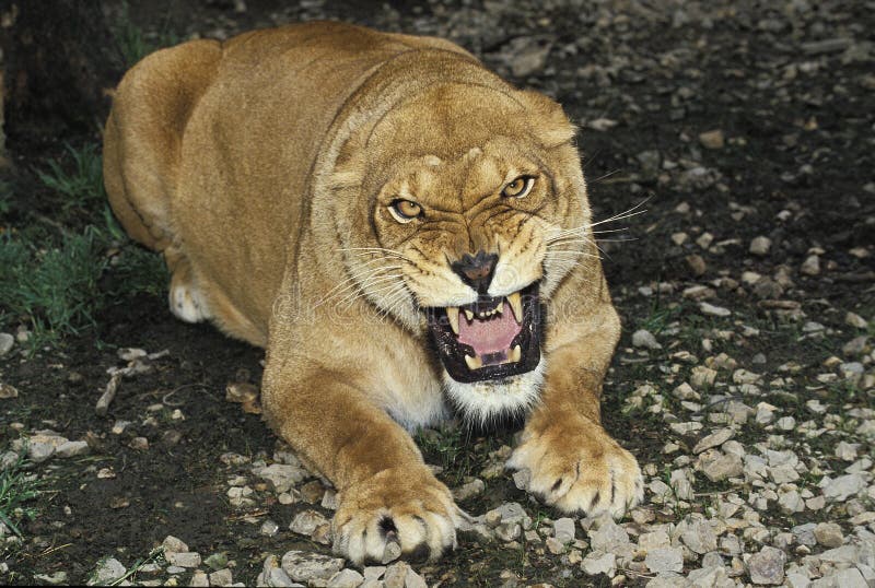 African Lion, panthera leo, Female Snarling