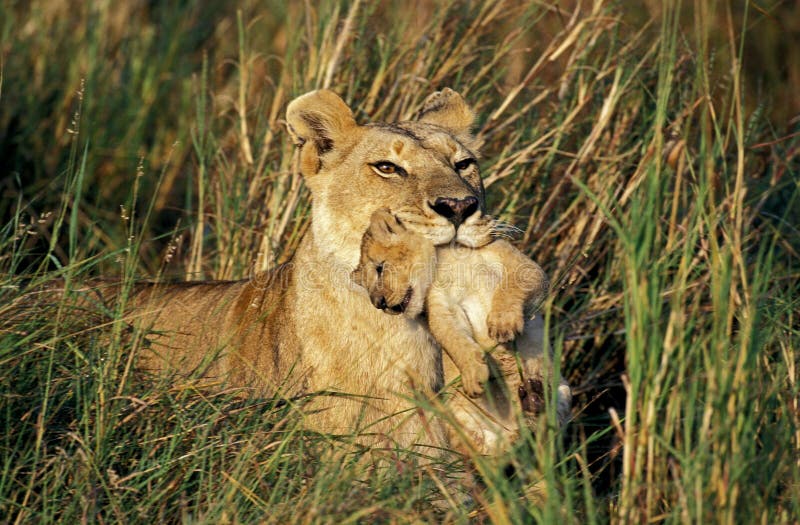 Lion Carrying Cub Stock Photos - Free & Royalty-Free Stock Photos from ...