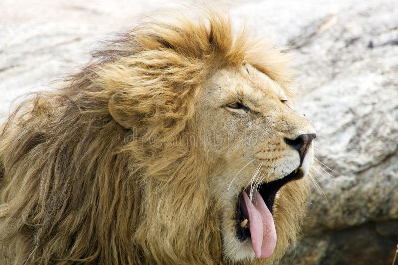 African Lion's Face (Panthera Leo) Stock Photo Image