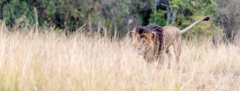 African Lion Walking in Grasslands Web Banner royalty free stock photos African Lion Walking in Grasslands Web Banner royalty free stock photos