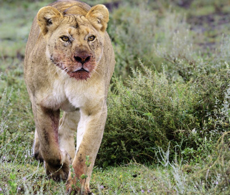 african-lioness-panthera-leo-bloody-muzzle-feeding-carcass-walking-towards-camera-grassland-savannah-30253105.jpg